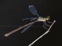 Heteragrion erythrogastrum (Red and Black Flatwing)-5.jpg